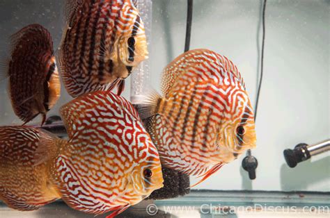 discus fish for sale online|Chicago Discus .